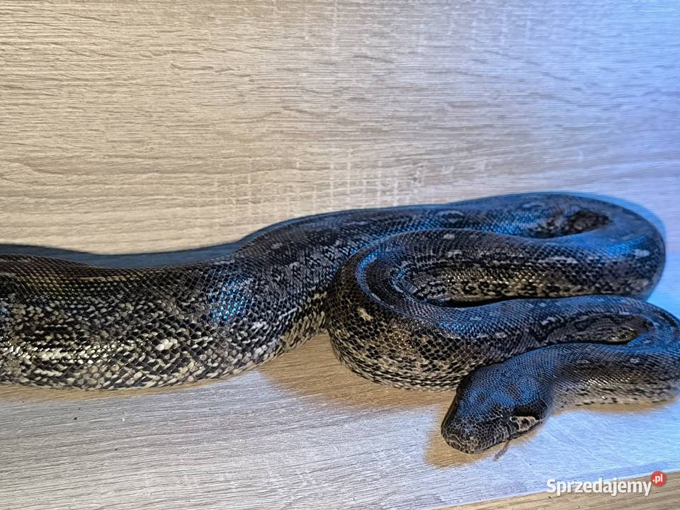 Boa cesarski samica Lubliniec