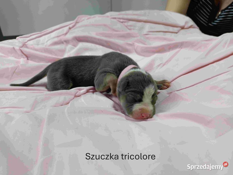 Szczeniaki American staffordshire terrier Nieledew
