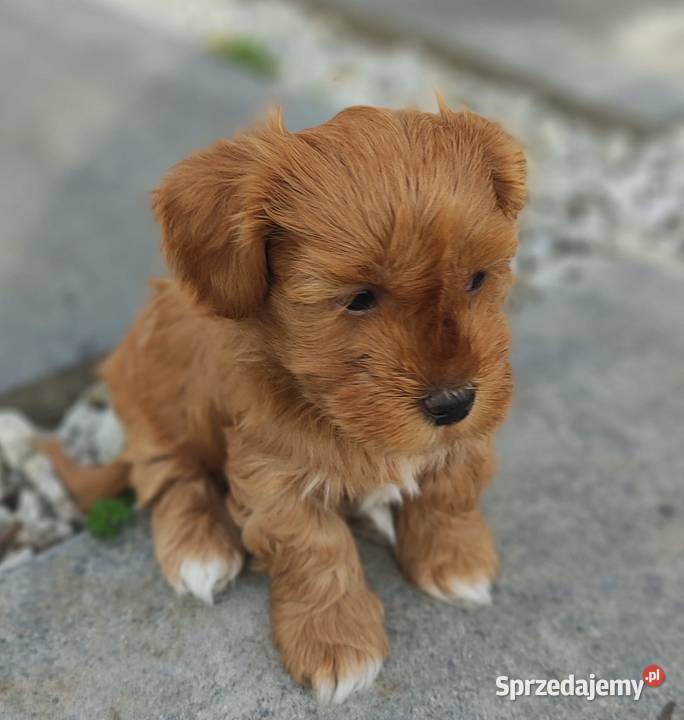 Hawańczyk rodowód FCI śląskie sprzedam