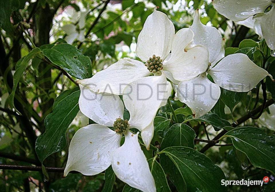 Dereń kousa China Girl Satomi Beni Fuji Teutonia Dom i Ogród Knurów