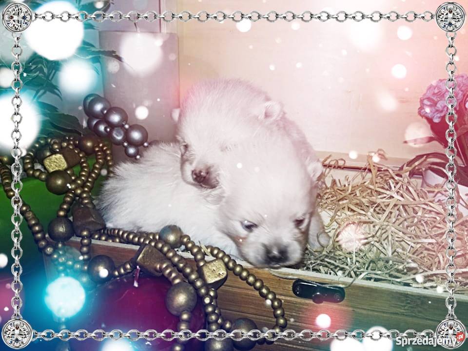 Luxusowe Pieski Boo Pomeranian DO REZERWACJI Namysłów