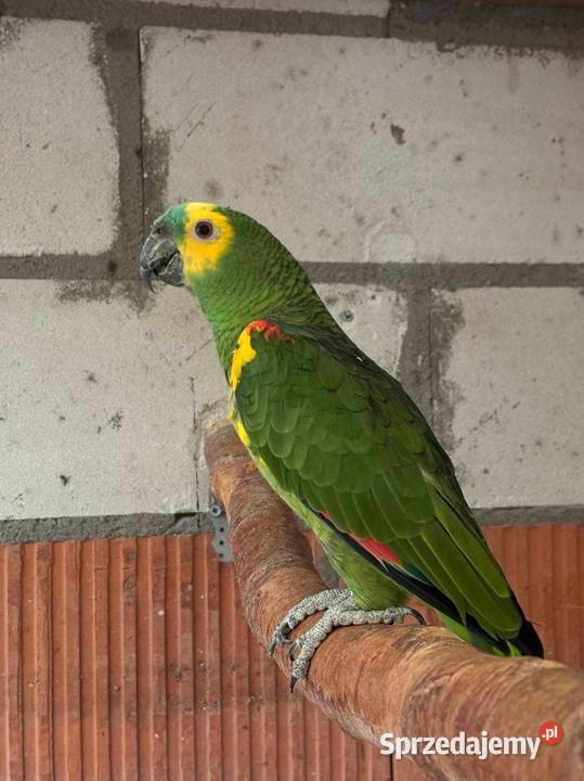 Para Amazonki niebieskoczelne wielkopolskie Damasławek sprzedam