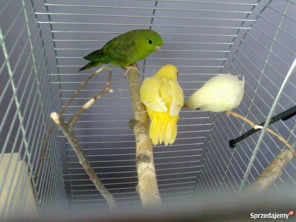 stokówka prążkowana katarzynka