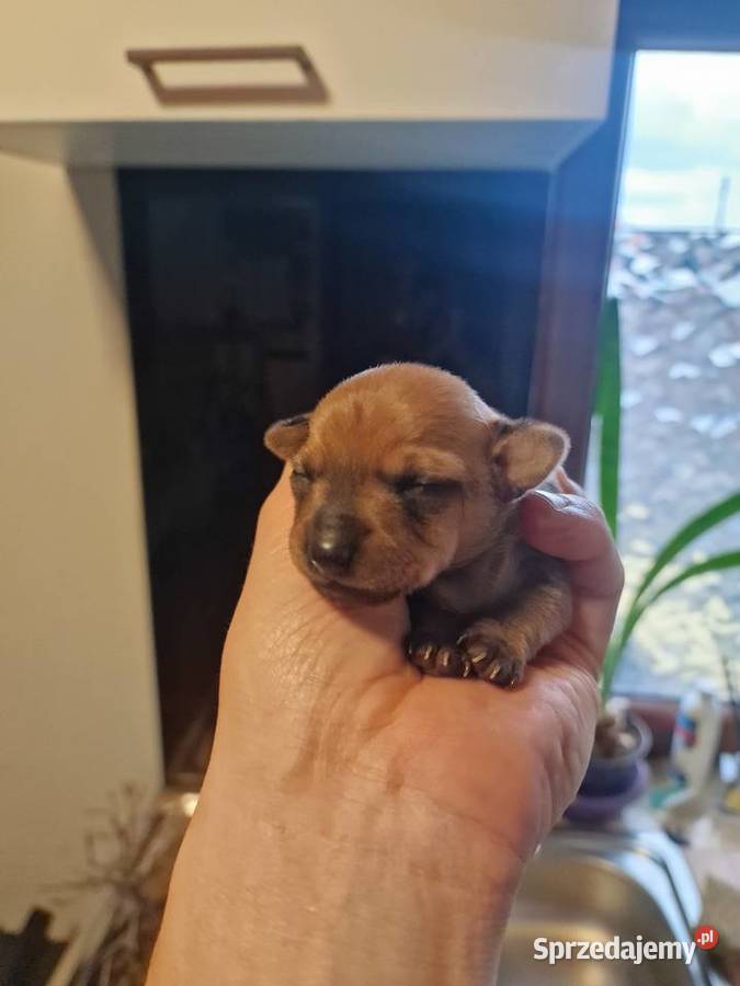 Pinczer miniaturowy XXS piesek ratlerek sarenka Myszyniec