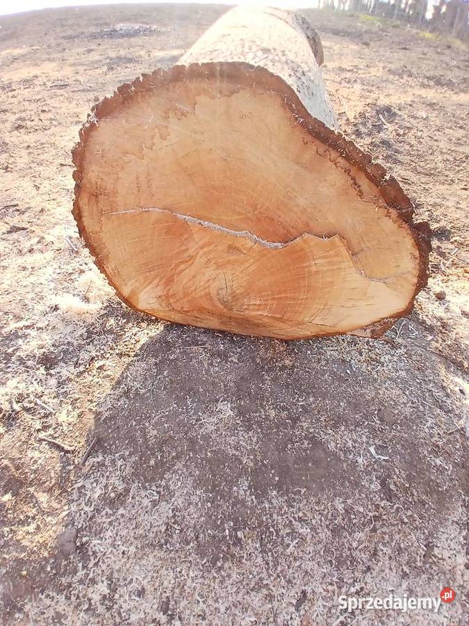 Sprzedam drewno orzech wloski Ząbkowice Śląskie