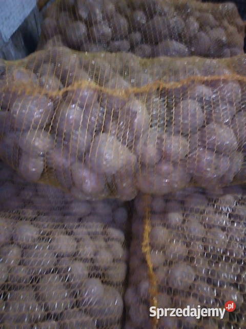 Ziemniaki jadalne i paszowe Gać