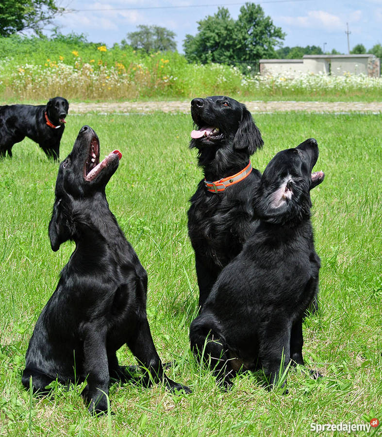 Flat coated retriever 4 miesięczny szczeniak ZKw Radom sprzedam