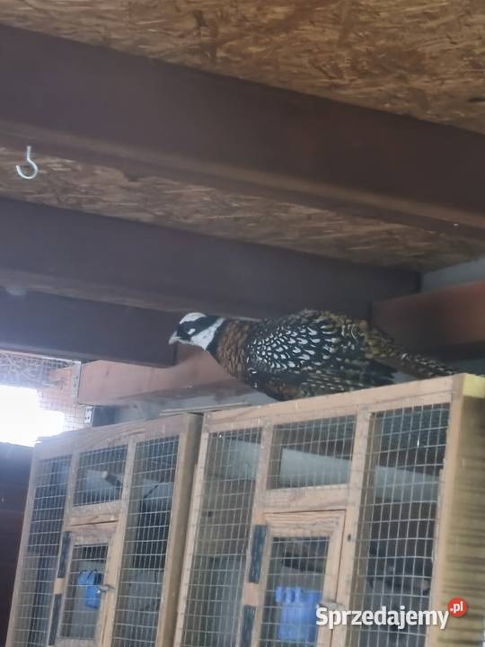 Ptaki bazanty Wrocław