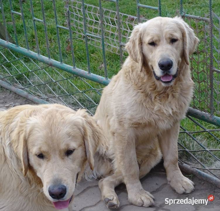 Golden retriever 7 miesięczne Przysucha