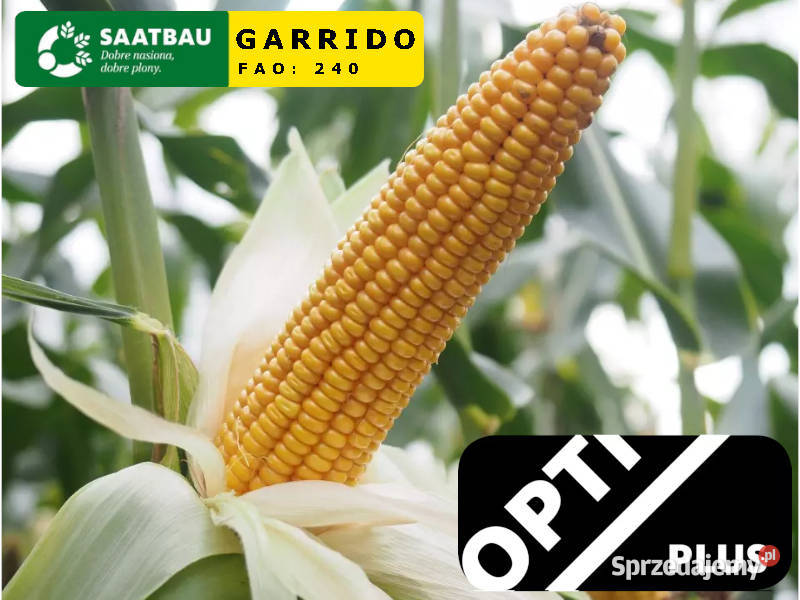 Materiał siewny kukurydza Garrido FAO 240 Opti Radzyń Chełmiński