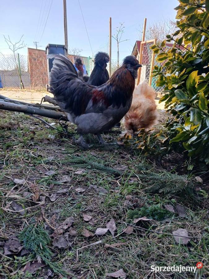 Sprzedam koguty rasy Silka Smyczyna