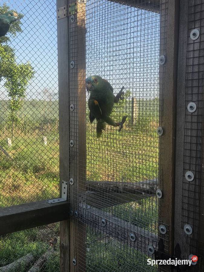 Amazonka niebieskoczelna samica Tymowa sprzedam