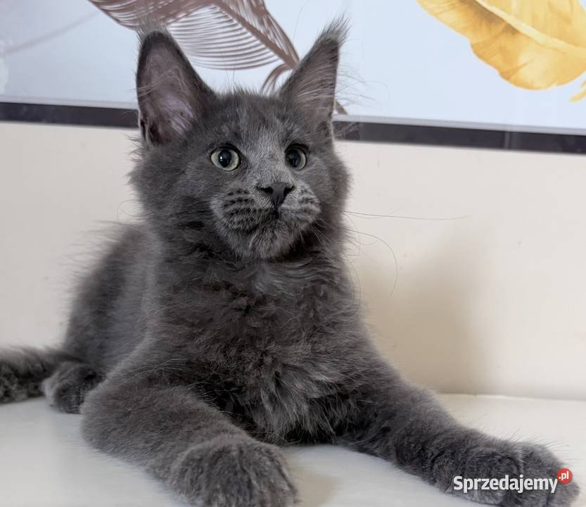 Maine Coon kocięta Wińsko