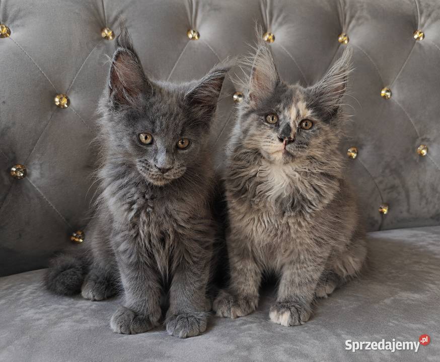 Rezerwacja Maine Coon sprzedam