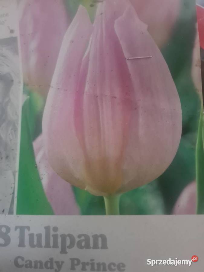 Tulipan świeże cebulki mix kolorów Bydgoszcz