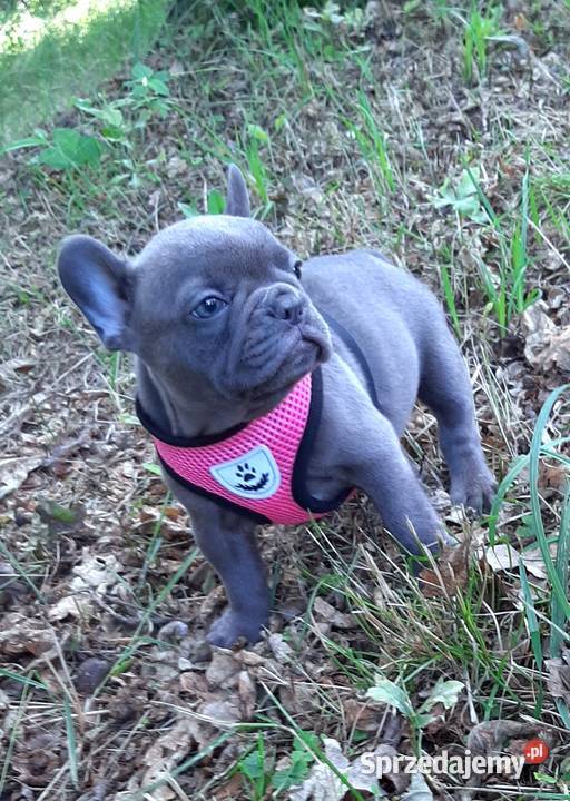 Buldog francuski suczka Pabianice