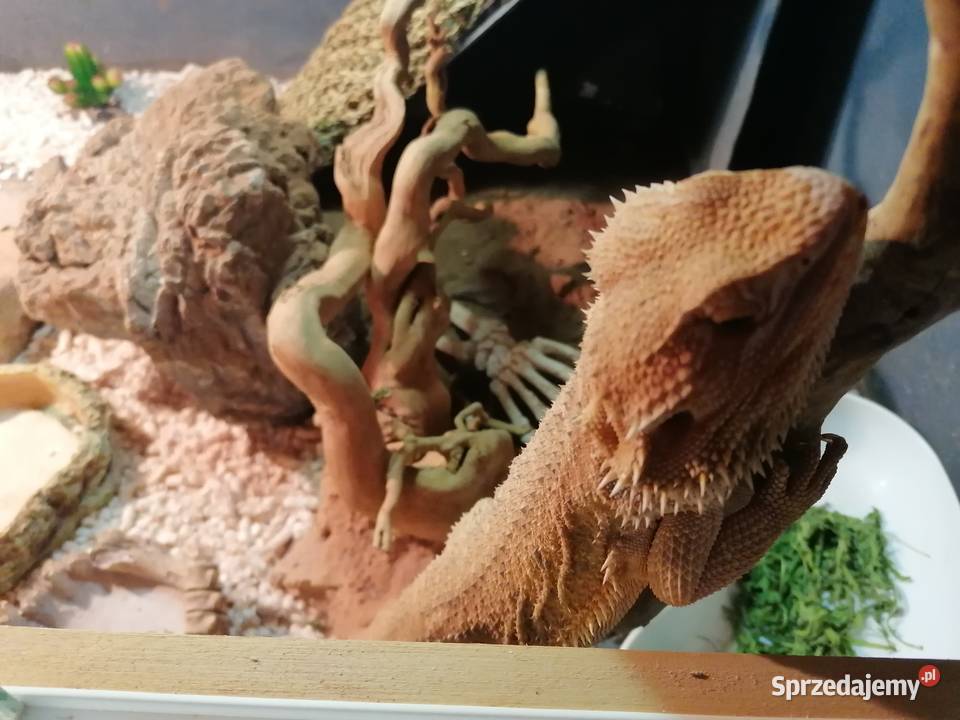 sprzedam 2 agamy brodate z terarium Kwidzyn