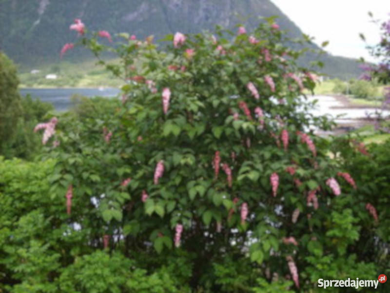 LILAK ZWISAJĄCY Siringa sadzonki w doniczkach Ustronie