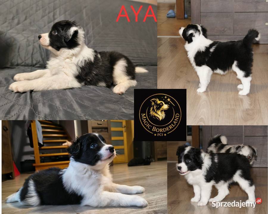 Szczeniaki Border Collie ZKwP FCI Zwierzęta Pęczerzyno