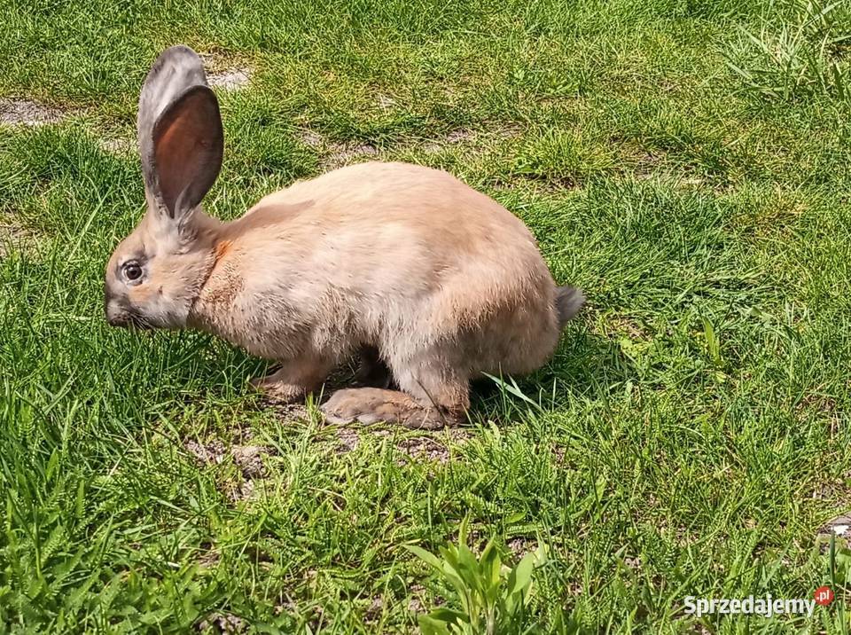 Samica srokacz niemiecki Gryzonie