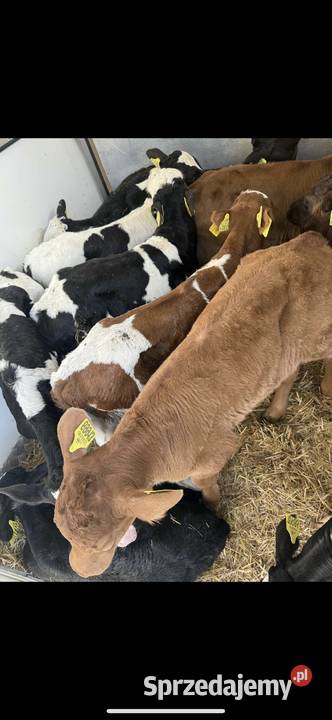 Cielaki kujawsko-pomorskie Włocławek