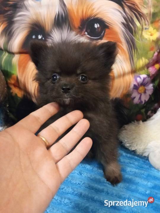 Chłopak szpic miniaturowy malutki kujawsko-pomorskie sprzedam