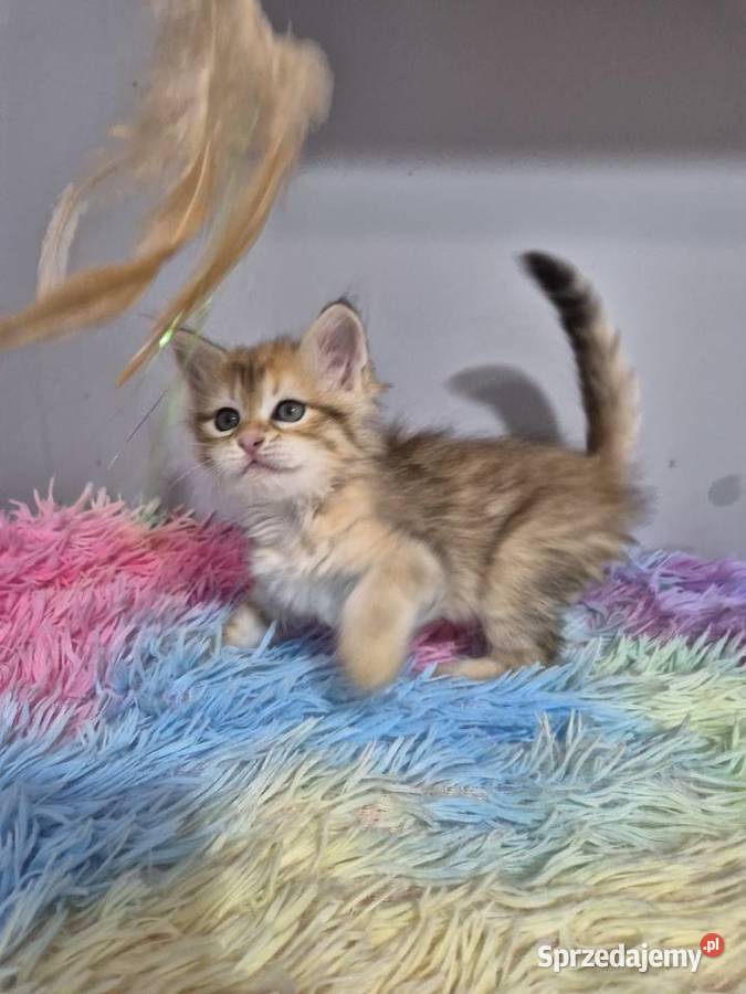 Syberyjska Kotka OFELIA rodowód FIFE FPL Stary Broniszew