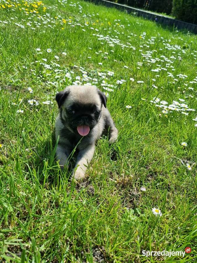 Szczeniaki mops Przedbórz Sprzedajemy.pl