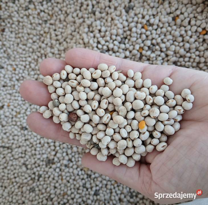 Łubin słodki i gorzki