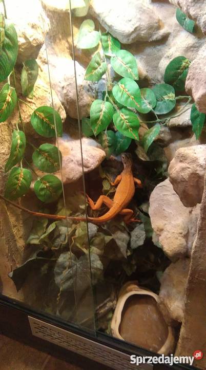 Legwan zielony odm RED młody terrarium Pozostałe