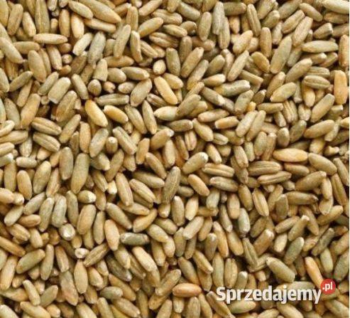Sprzedam tanio żyto i pszenżyto Biała