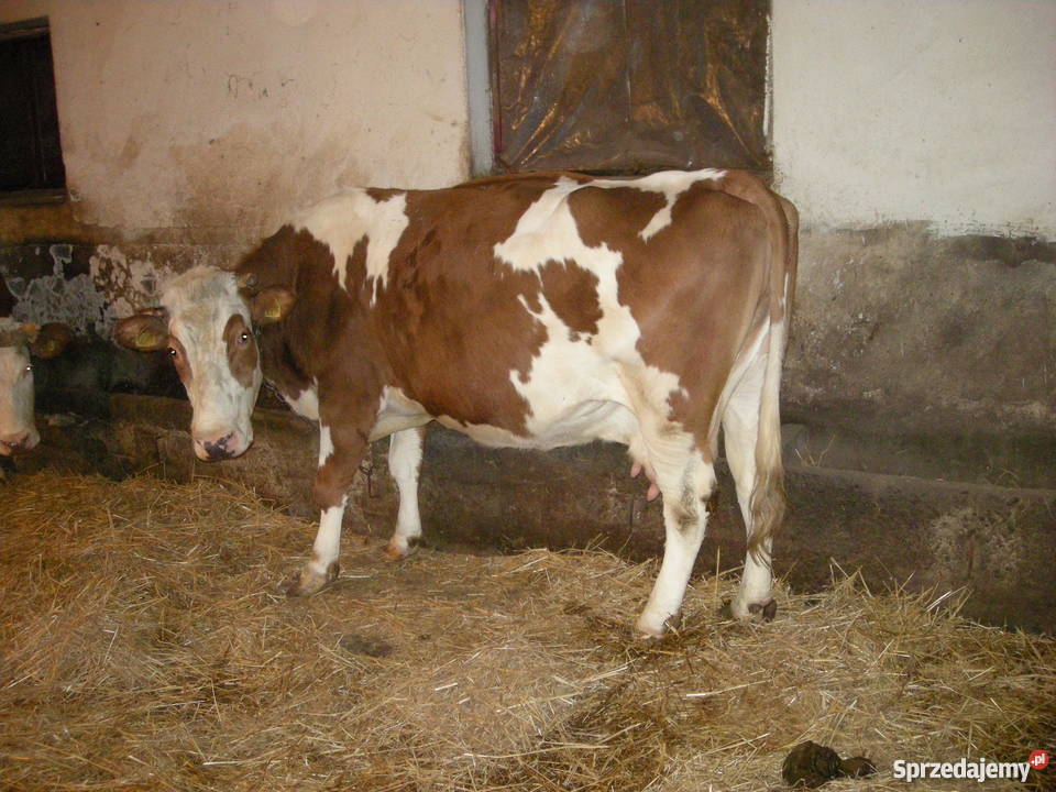 Krowa cielna czerwonobiała