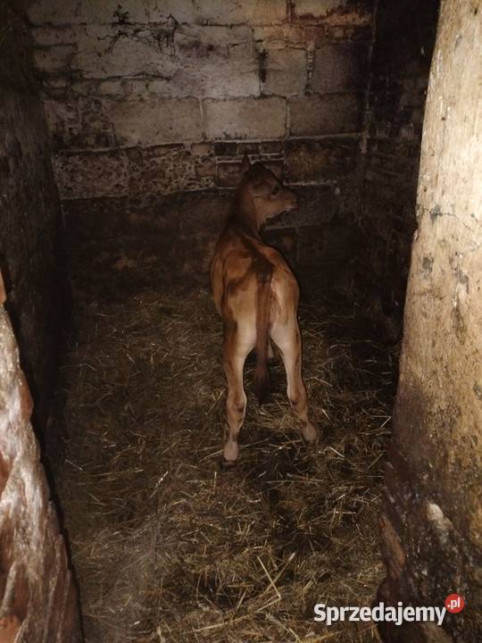 Cieliśa Jersey podkarpackie Różanka