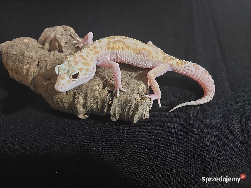 Gekon lamparci gekony lamparcie samice pomorskie Reda sprzedam