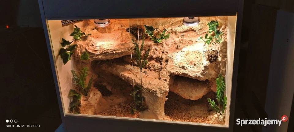 Terrarium pustynne agamy brodatej gekona Stalowa Wola