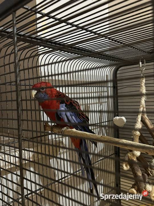 rozelle królewskie Stara Iwiczna