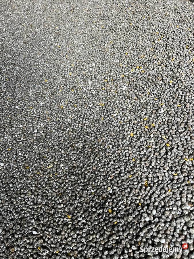 Łubin słodkigorzki na poplon zbiory 2024 Boczki Chełmońskie