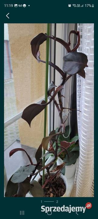 Philodendron pink Princess Kamień-Kolonia sprzedam