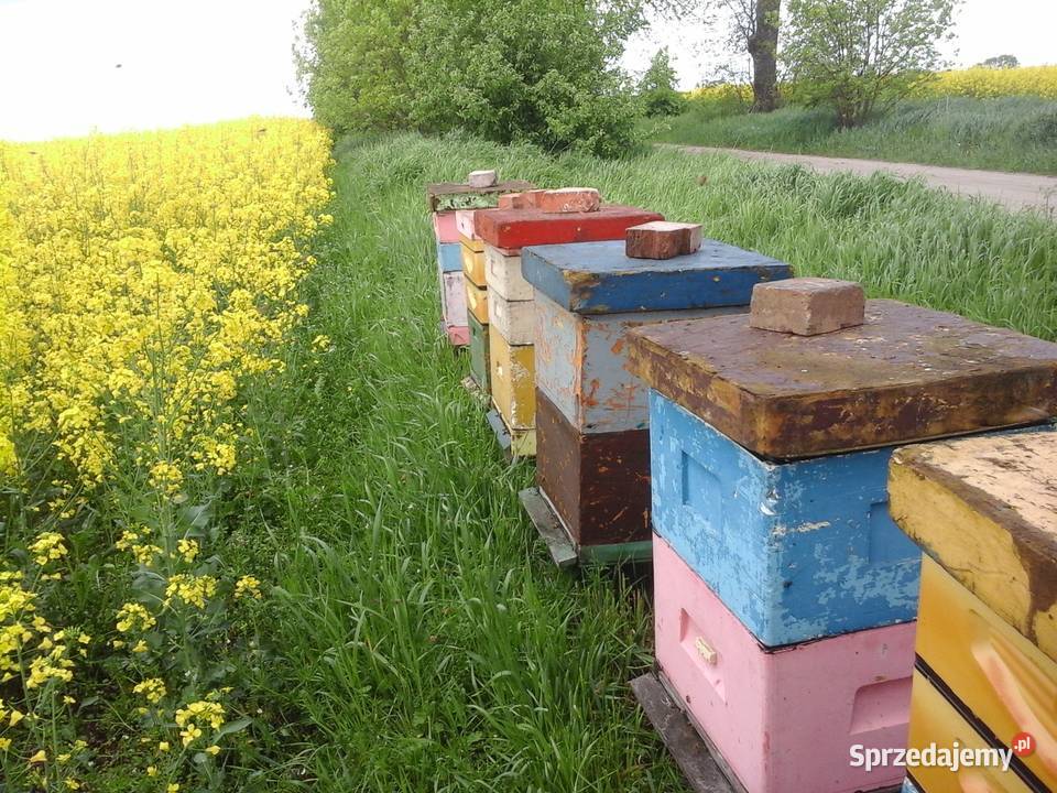 Sprzedam przezimowane rodziny pszczelepszczoły