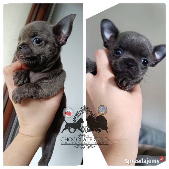 Chihuahua piesek krótkowłosy niebieski unikat Bełchatów