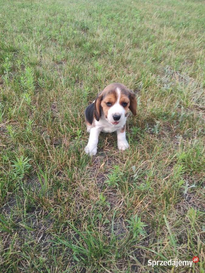 Beagle śliczne szceniaki Beagle Kruszyn sprzedam