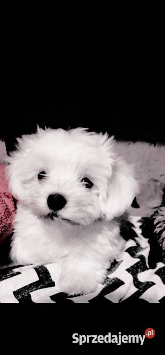 Ostatnia sunia Maltańczyk Maltańczyk Mogilno