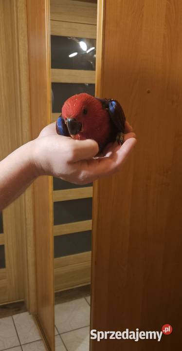 Lora Wielka Samiczka