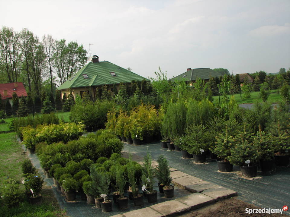 Thuja Golden Globe 6080 złota kula Szkółka Rośliny Rydzyny