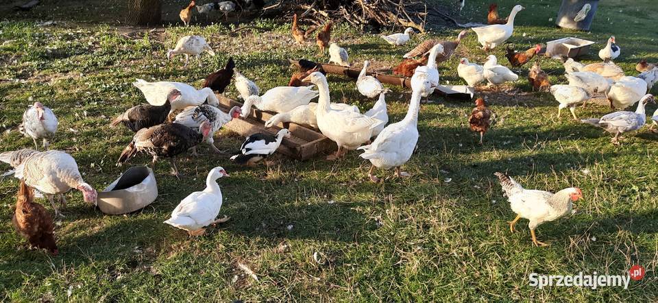 Sprzedam mięso drobiowe ekologiczne z przydomowej hodowli