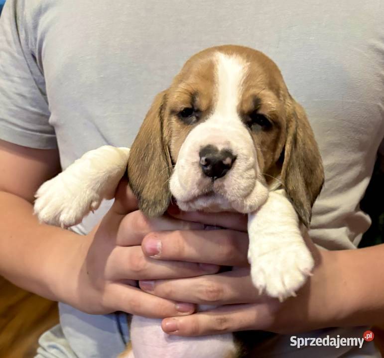 Sprzedam pieski Łódź