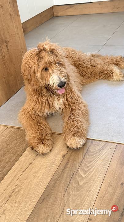 Goldendoodle Standard F1B sprzedam