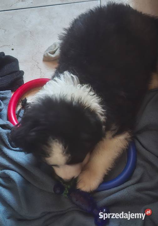 Piękny piesek border collie łódzkie Łódź