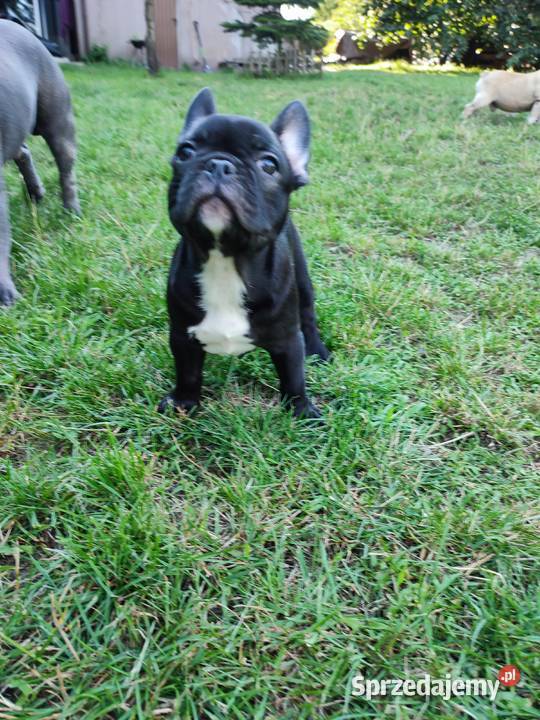 Buldog francuski czarne gotowe do odbioru Lidzbark