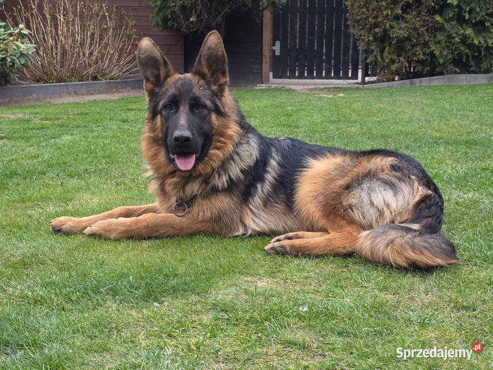 Owczarek Niemiecki Suka Rodowód FCI Wiązów